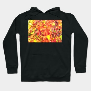 Bright red organge Virginia creeper leaves in autumn Hoodie